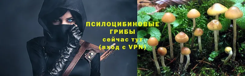 KRAKEN вход  Нижнекамск  Псилоцибиновые грибы Psilocybe 